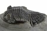 Detailed Hollardops Trilobite Fossil - Ofaten, Morocco #325967-2